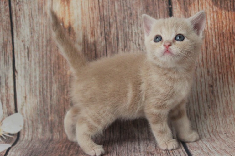 Шотландские вислоухие котята персиковые