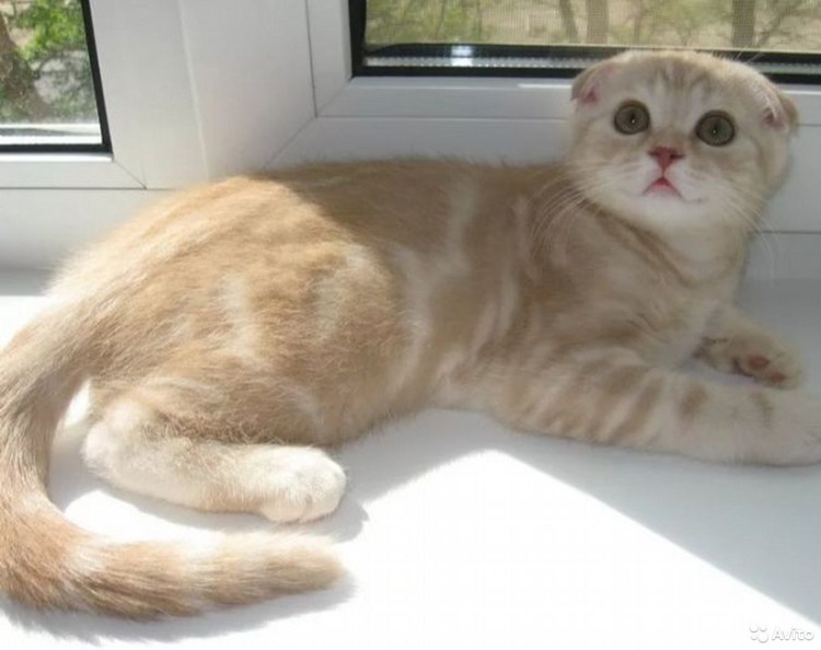 Шотландский скоттиш фолд персиковый