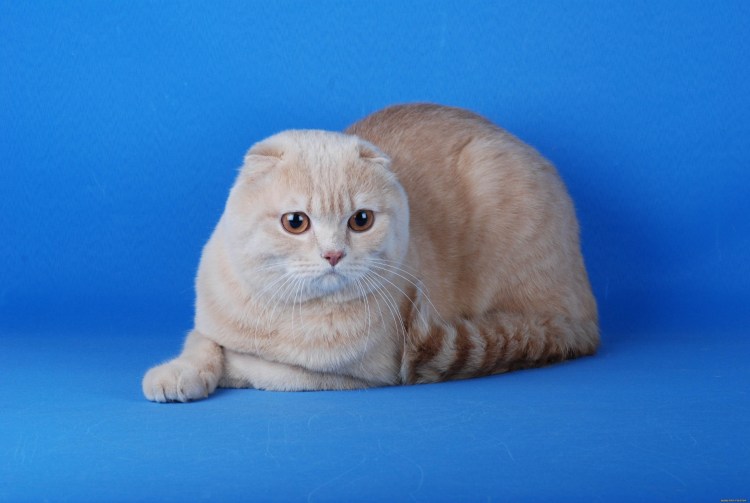 Скоттиш фолд кот персиковый