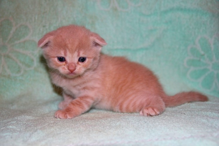 Шотландский скоттиш страйт кремовый