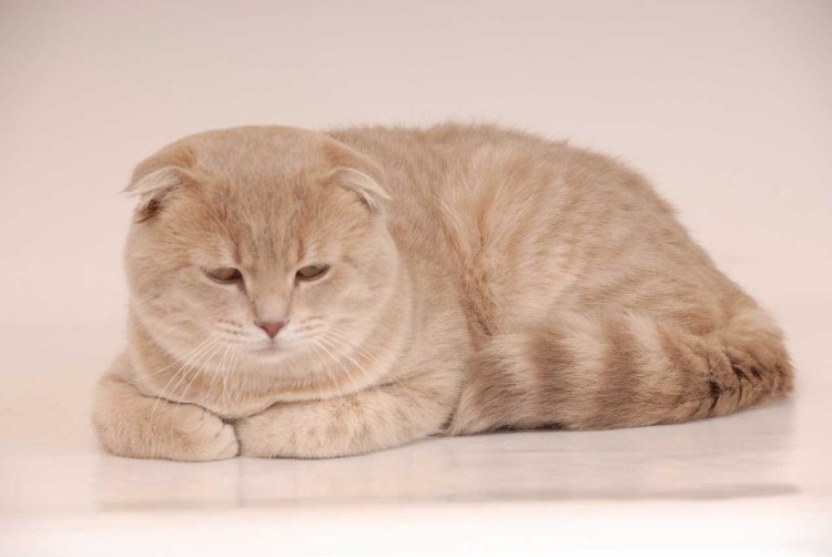 Шотландский кот прямоухий бежевый