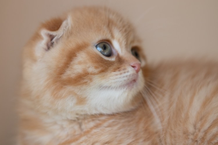 Скоттиш страйт кремовый котенок