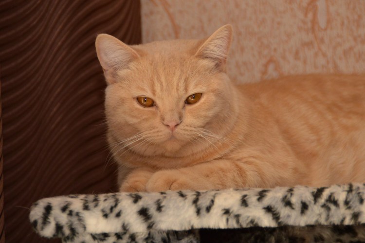 Британка девочка мраморная