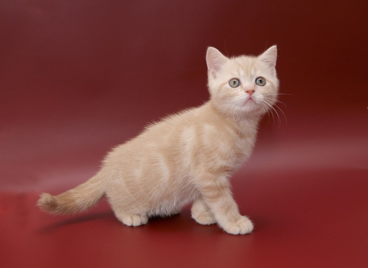 Шотландская вислоухая кошка