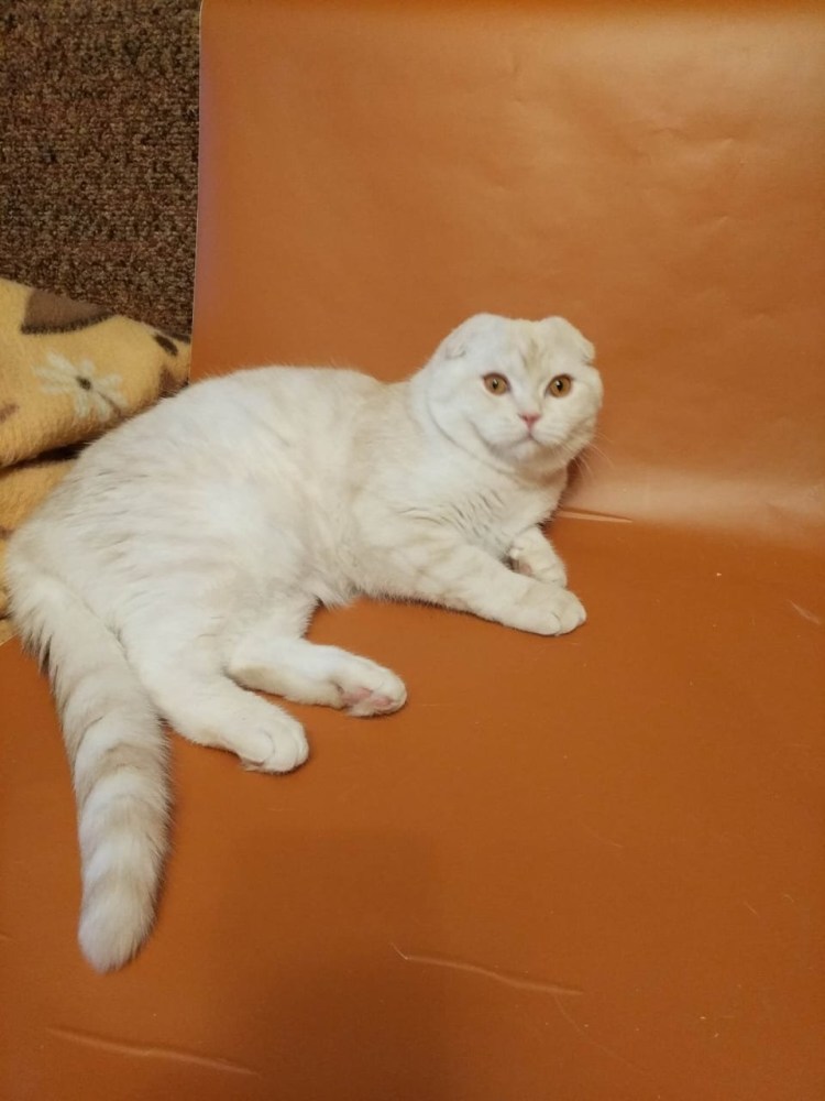 Шотландская вислоухая кофе с молоком