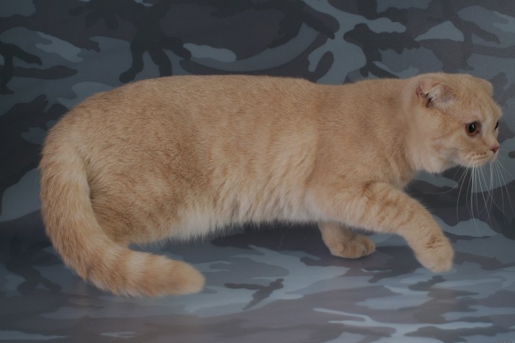 Скоттиш фолд камео