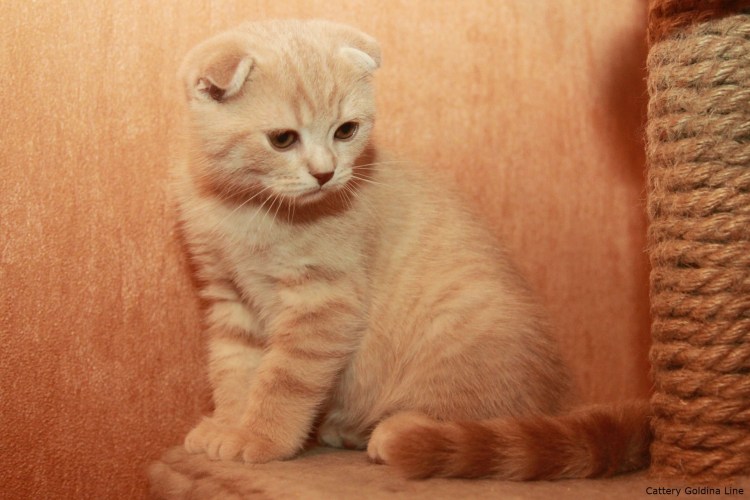 Шотландская вислоухая кошка кремовая