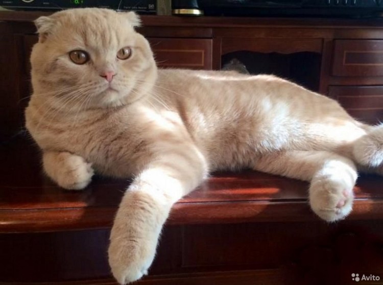 Шотландский вислоухий персиковый мраморный