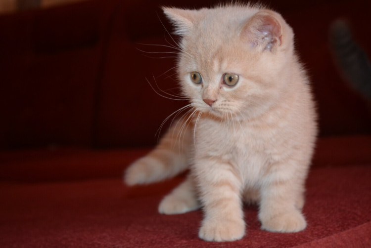 Скотишфолд котята