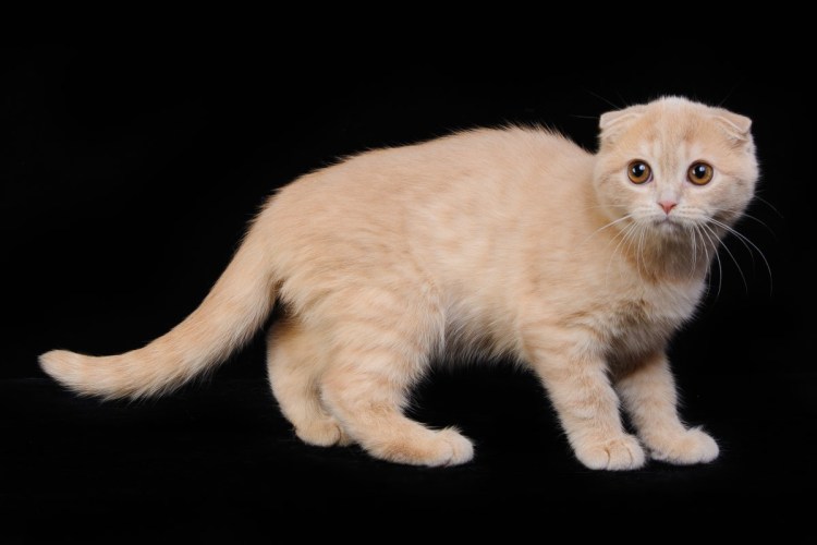 Скоттиш фолд персиковый