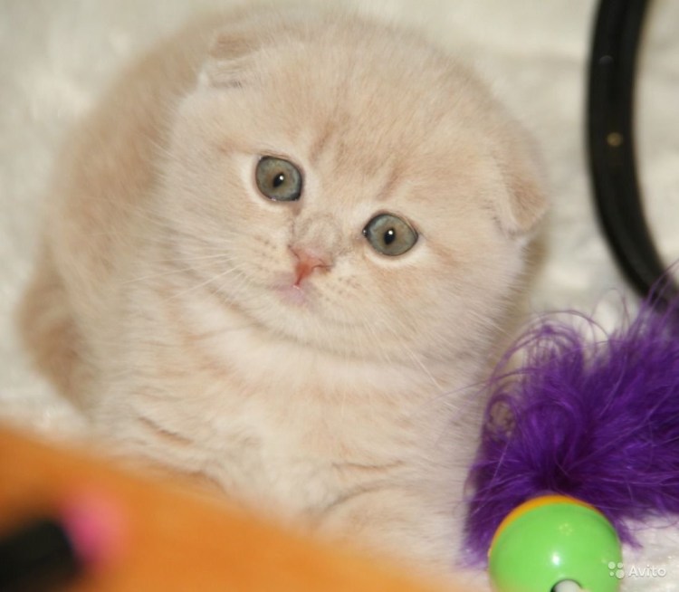 Британский кот прямоухий персиковый