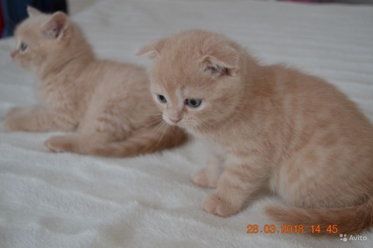 Шотландская вислоухая кошка кремовый мрамор