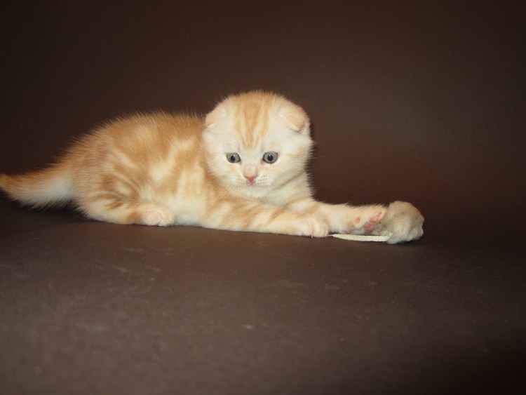 Шотландский скоттиш фолд персиковый