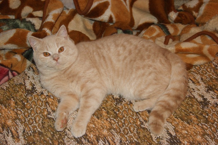 Скоттиш страйт персиковый