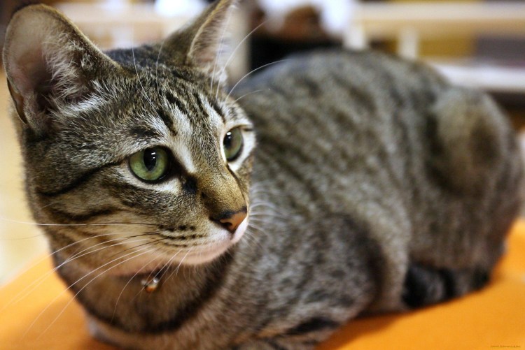 Калифорнийская сияющая кошка