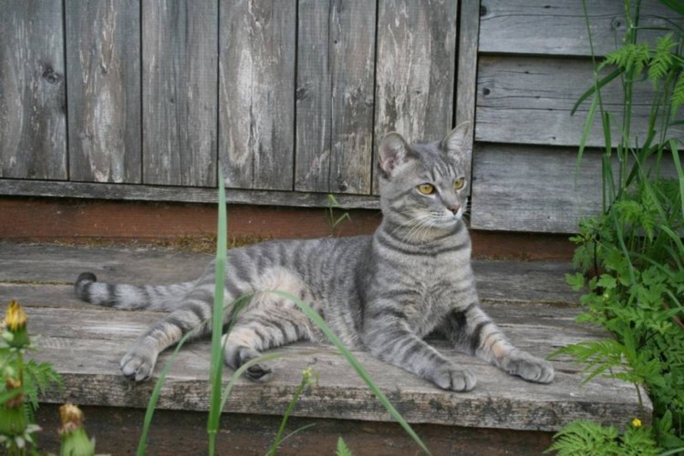 Серо полосатые кошки