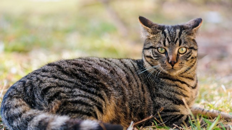 Табби макрель тигровый