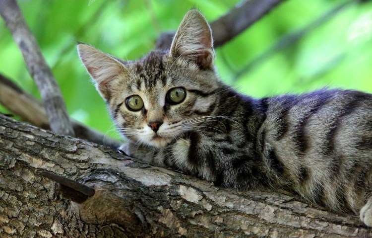 Серая полосатая кошка