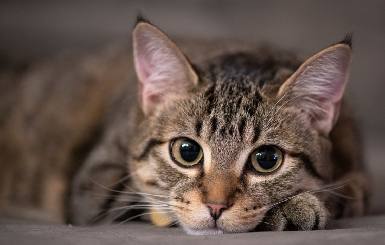 Серый полосатый кот