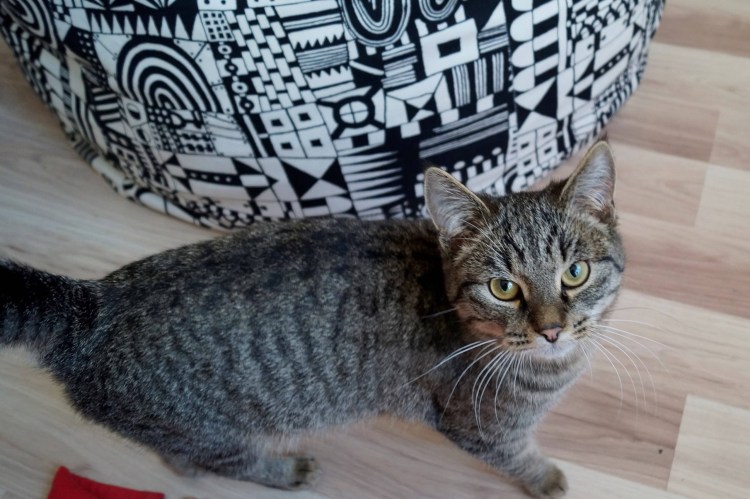 Серые полосатые коты