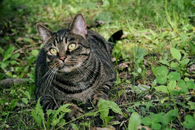 Кошка полосатая черно серая