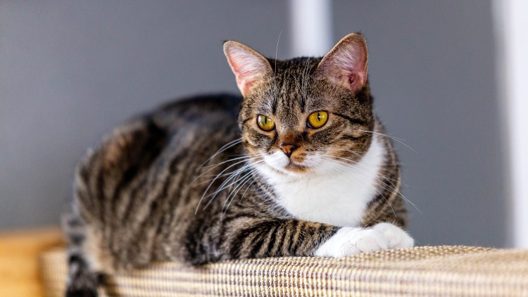 Кошка европейская короткошерстная серая полосатая