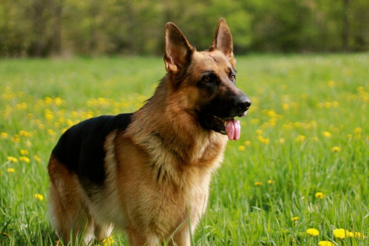 German Shepherd немецкая овчарка