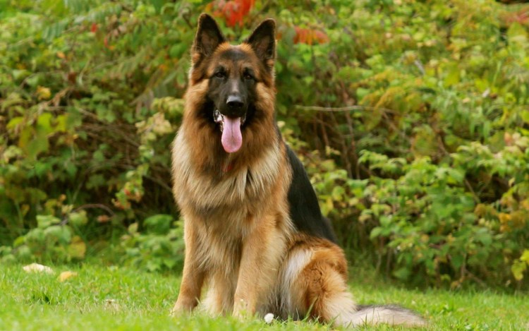 Джерман Шеферд