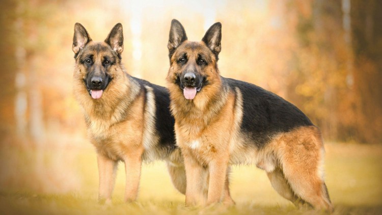 Немецкая овчарка Берта