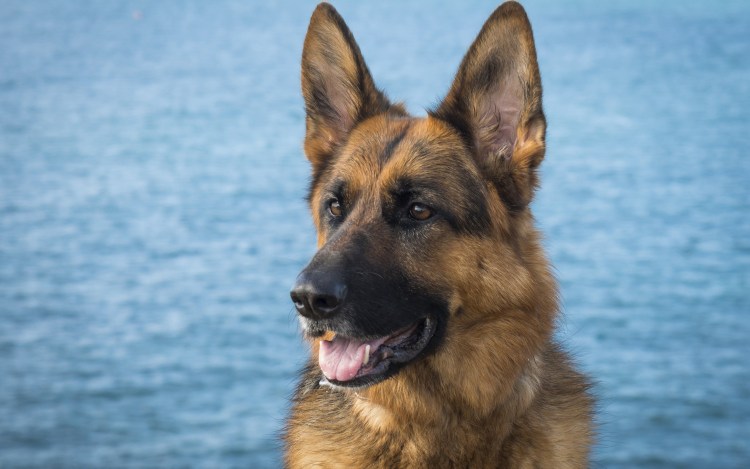 German Shepherd немецкая овчарка