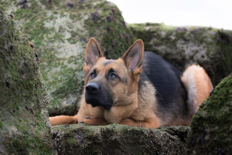 Немецкая овчарка Шеферд