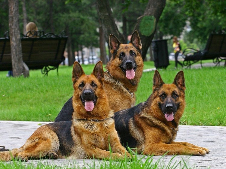 Немецкая овчарка короткошерстная