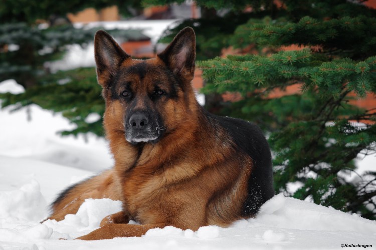 Немецкая овчарка Шеферд