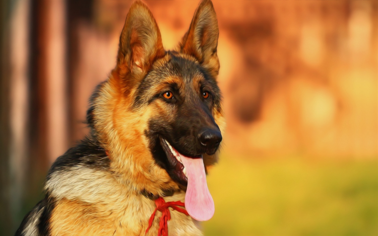 Пёс немецкая овчарка