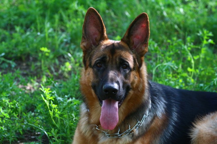 Баварская овчарка Shepherd