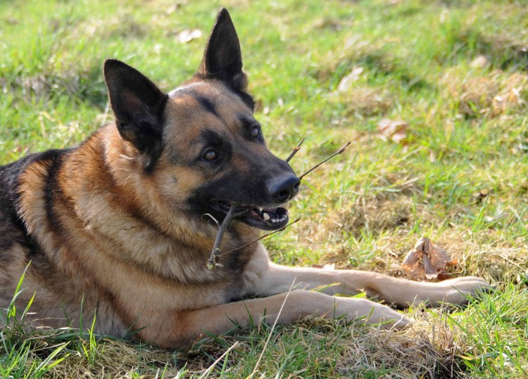 Породы собак немецкая овчарка
