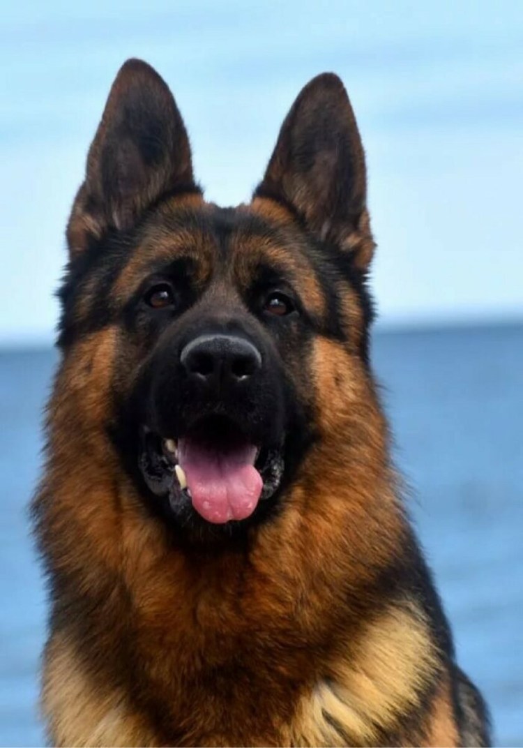 Овчарка короткошерстная