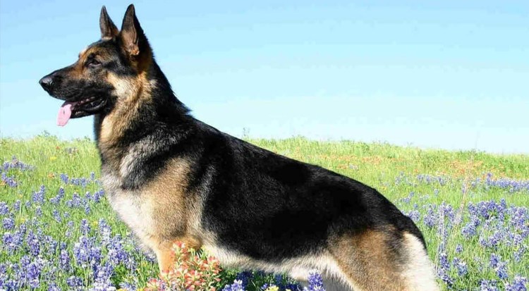 Баварская овчарка Shepherd