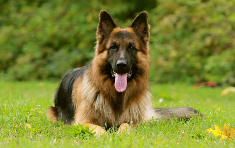 Собака немецкая овчарка