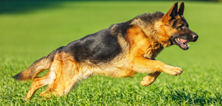 Немецкая овчарка сбоку