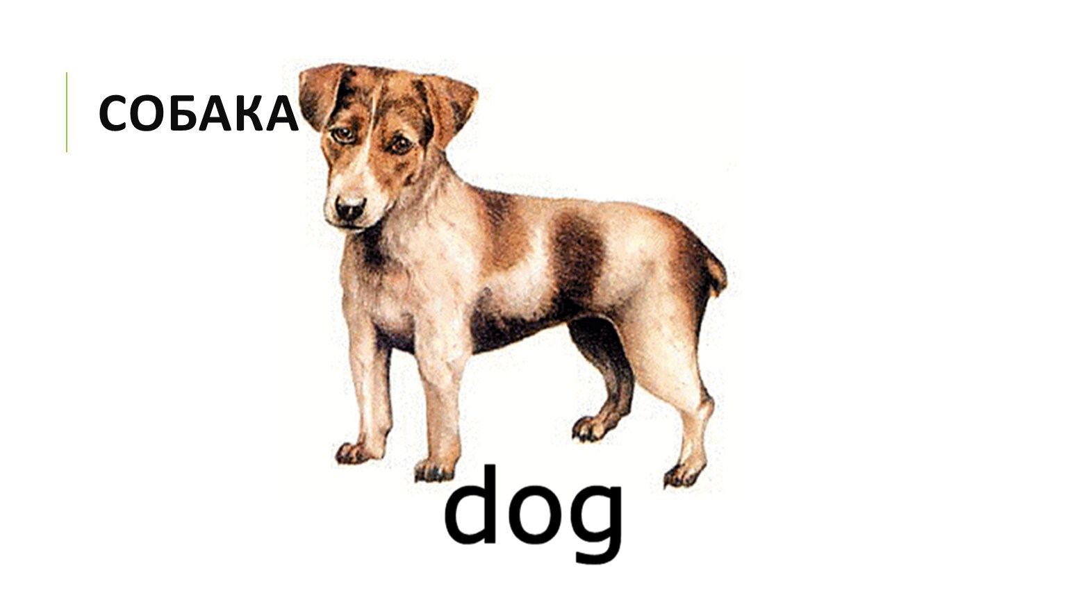 Собака на английском написать. Собака по английскому. Собака для дошкольников. Карточка собака на английском языке. Карточки с английскими словами для детей собака.