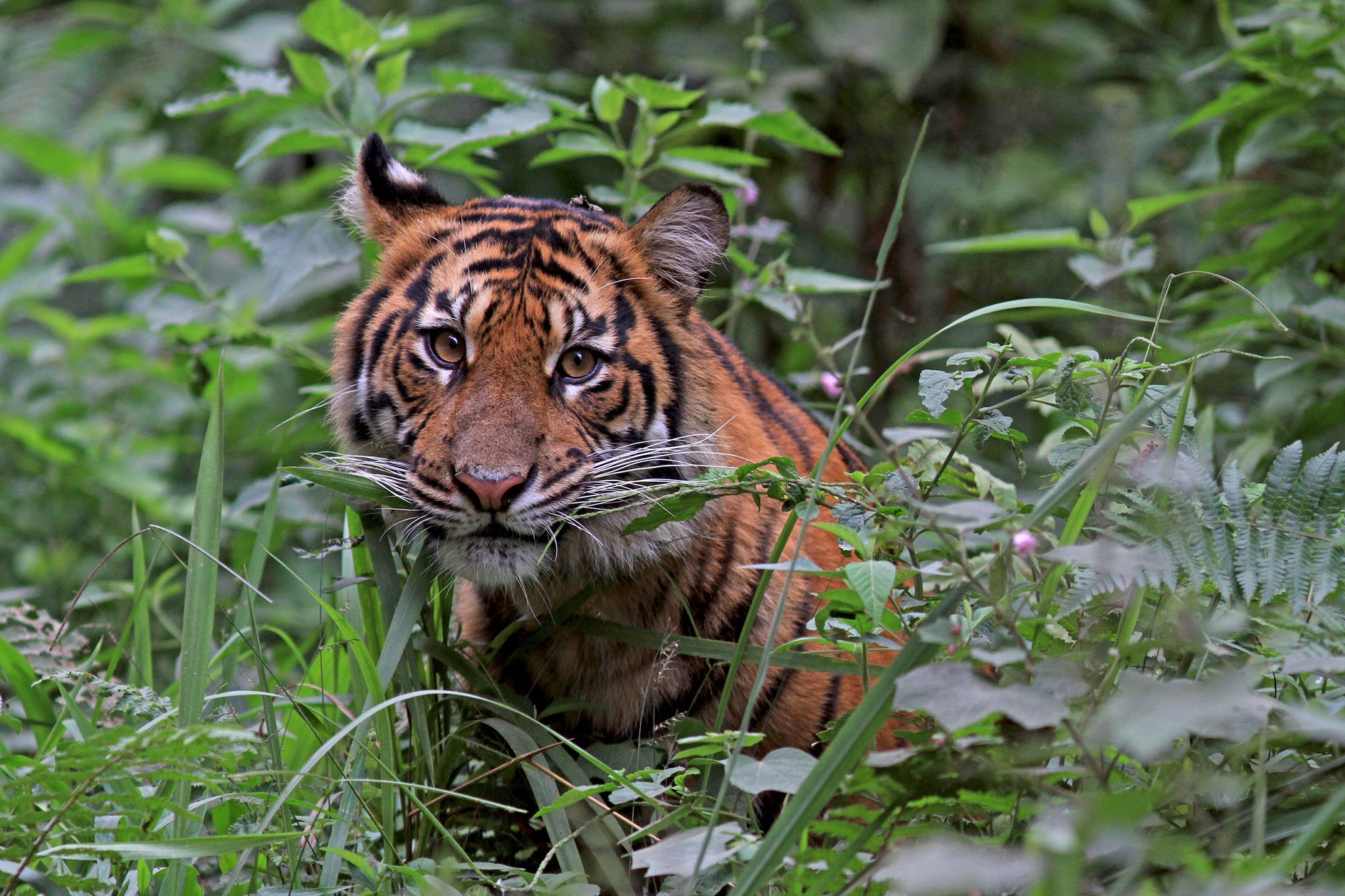 Сохранение тигров. Суматранский тигр и Ягуар. Тигр в естественной среде обитания. Места обитания тигров. Тигр в тропическом лесу.