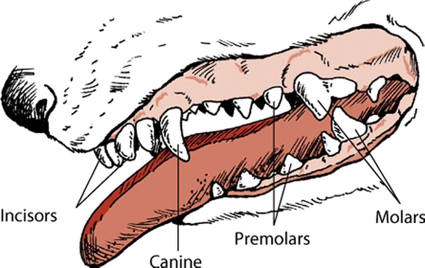 Горловой собаке. Строение зубной системы у собак. Строение зубов собаки. Анатомия зубов собаки. Строение зубов у щенка.