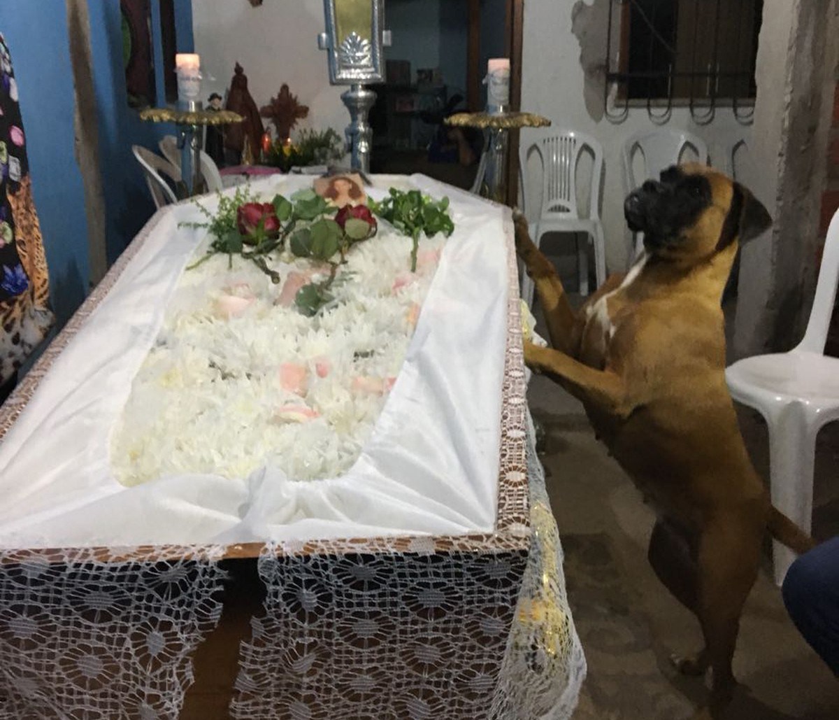 Как похоронить животное