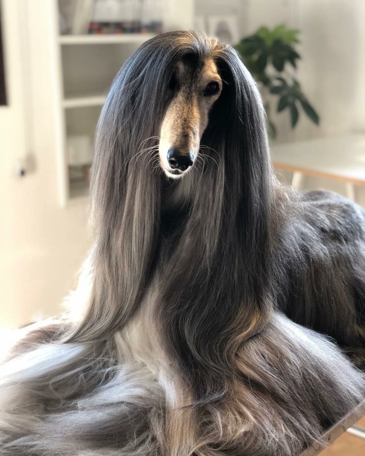 Афганская борзая