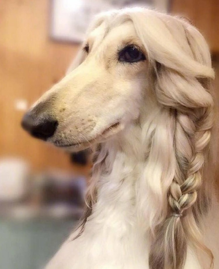 Афганская борзая и салюки