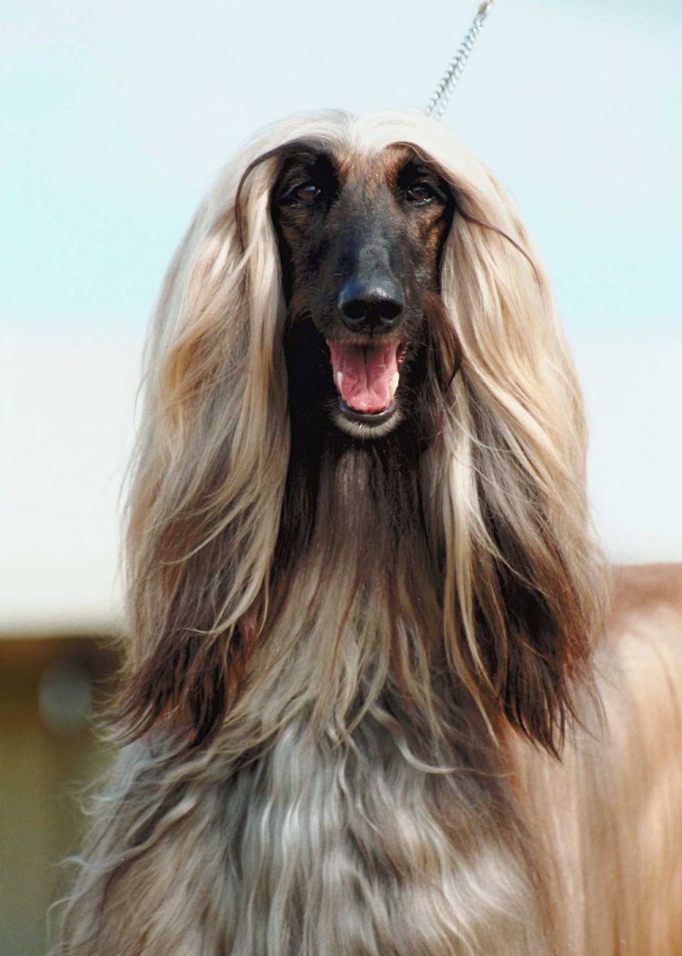 Афганская овчарка