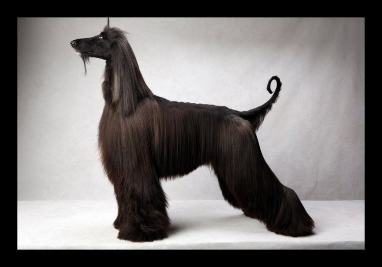 Афганская борзая груминг