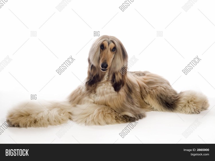 Афганская борзая груминг