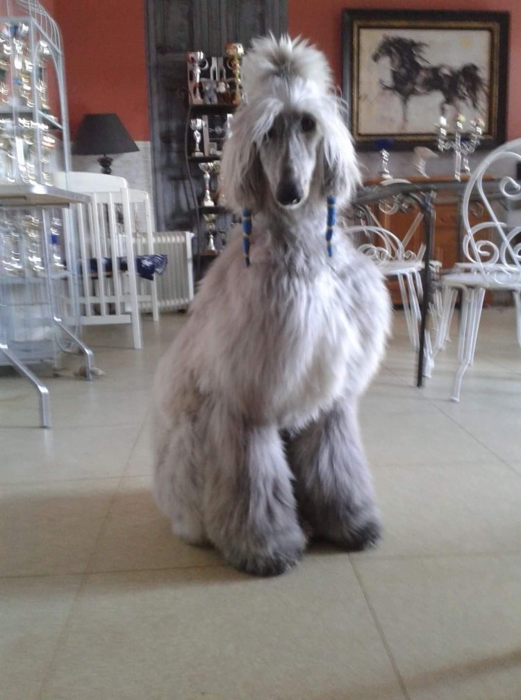 Афганская борзая лохматая